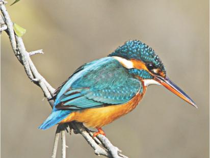 Gambling with the last glory of Bengal