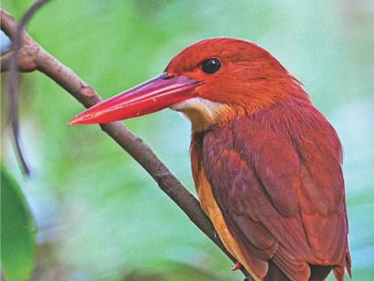 Gambling with the last glory of Bengal