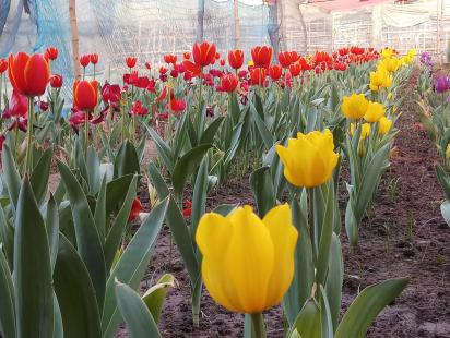 Tulips bloom in Bangladesh