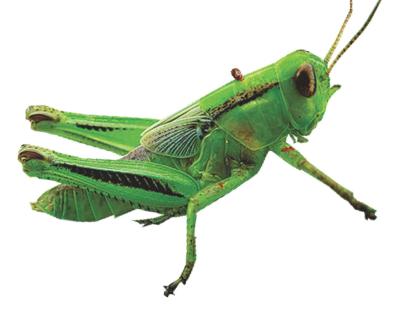 Grasshopper