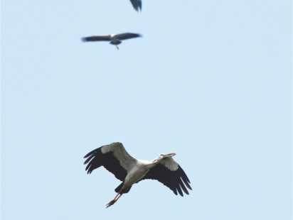 stop_slaying_guest_birds