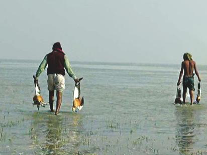 Poaching With Poison