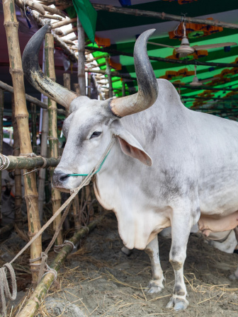 The chaos, beauty, and tradition of Gabtoli cattle market