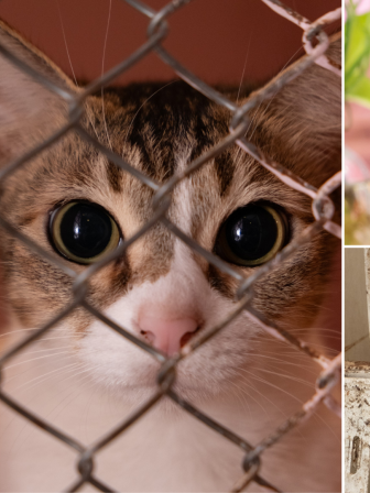 Why we owe street animals a better solution than culling 