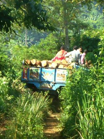  Wholesale illegal logging