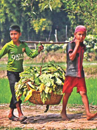 child in tobaco 1.jpg