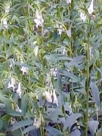Gaibandha farmers.jpg
