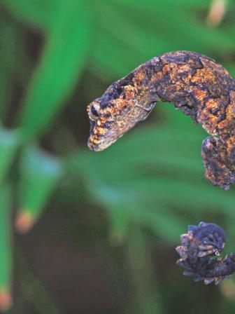 smooth parachute gecko.jpg