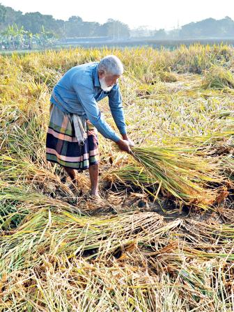 paddy-harvest.jpg