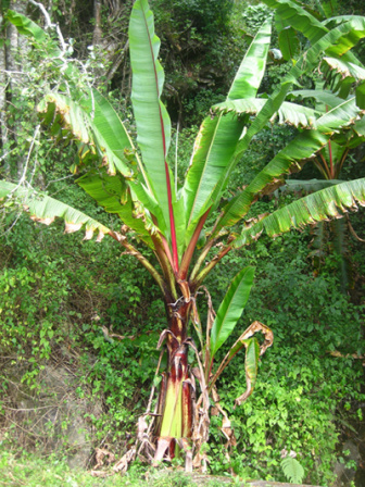 Superfood from Ethiopia