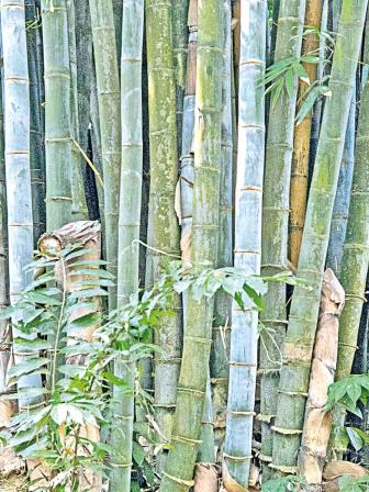 bamboo-garden-2.jpg