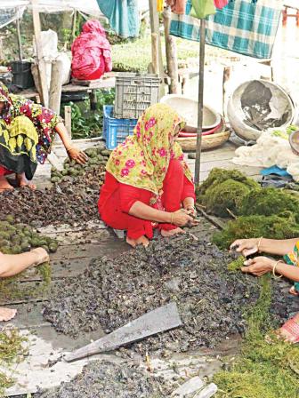 pirojpur_floating_cultivation.jpg