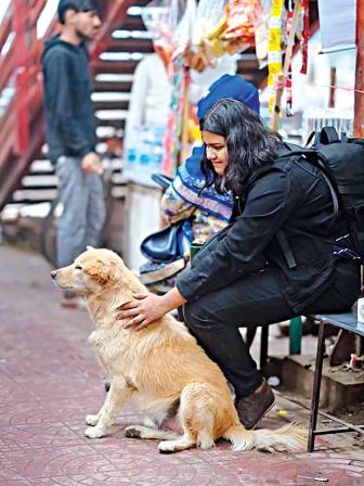  plight of stray animals