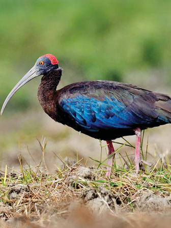 red-naped-ibis-wandering.jpg