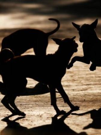 dog killing incident in Dhaka