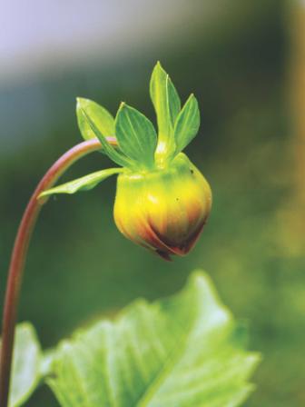 Fading greens in the concrete jungle