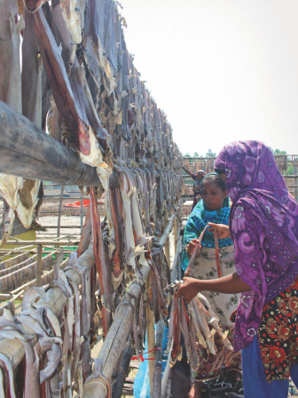 fighting_to_save_the_giants_of_the_seas