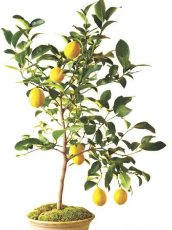 lemon tree