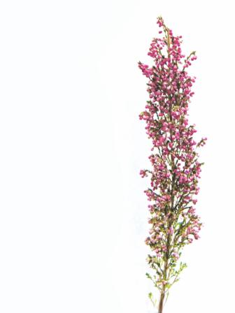 The language of flowers