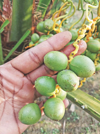 the_millennial_farmers