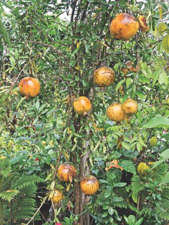 trees and plants 7.jpg