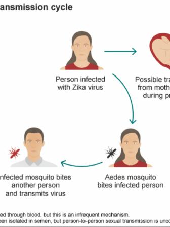 zika virus.jpg