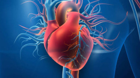 cardiovascular disease.jpg