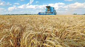wheat.jpg