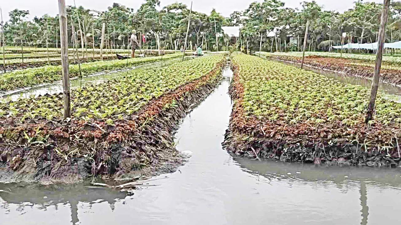 pirojpur_vegetable_saplings.jpg