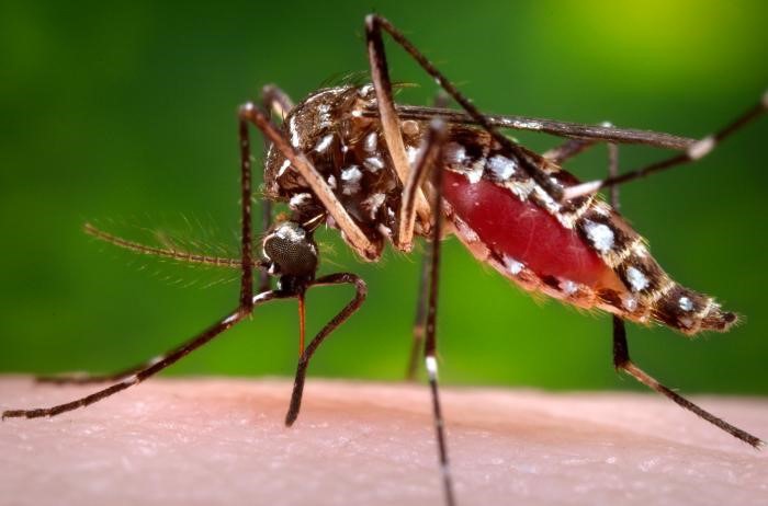 Get tested for dengue at first sign of fever